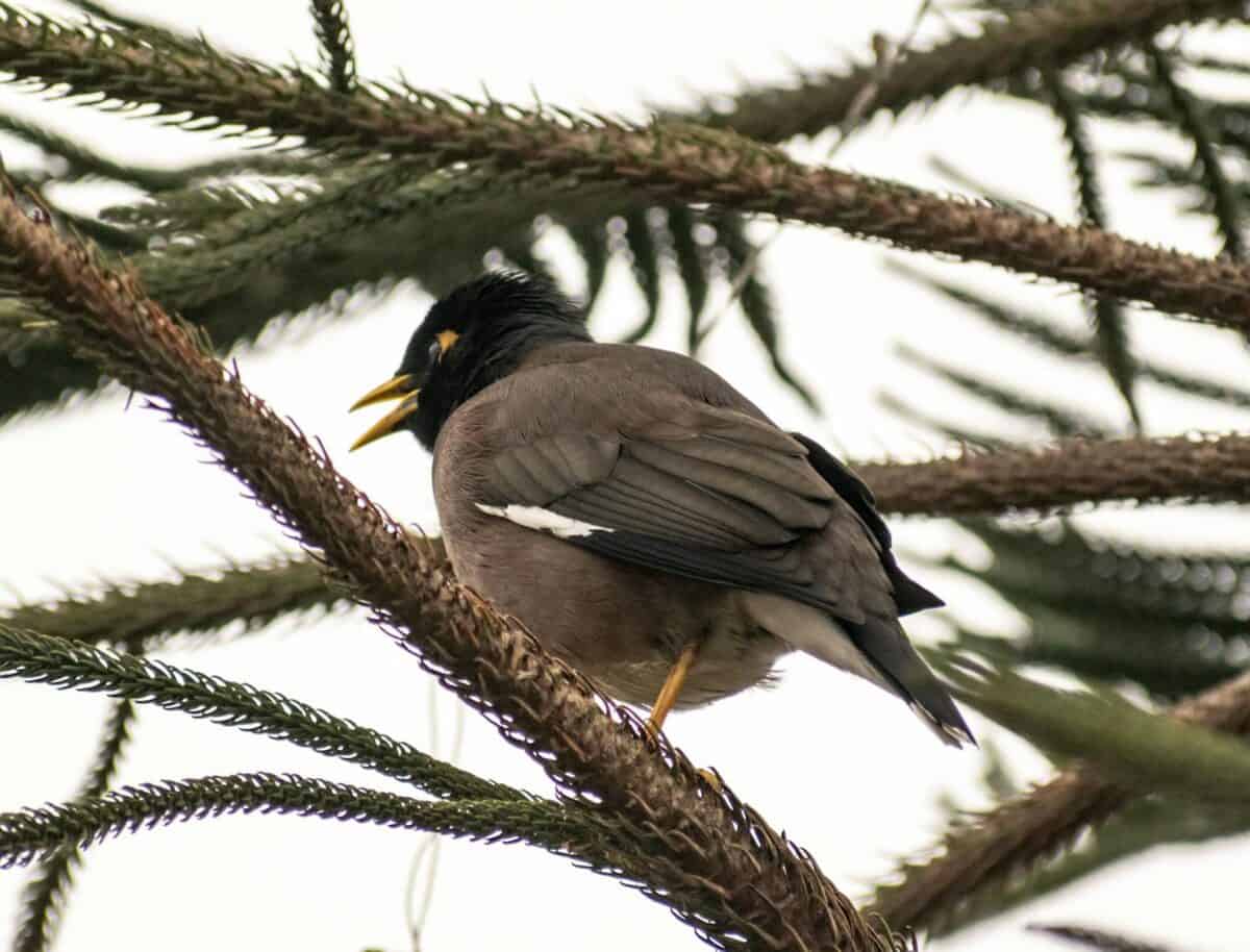 Detailed shot of a Mynah bird perched on a branch, displaying plumage and natural setting.
