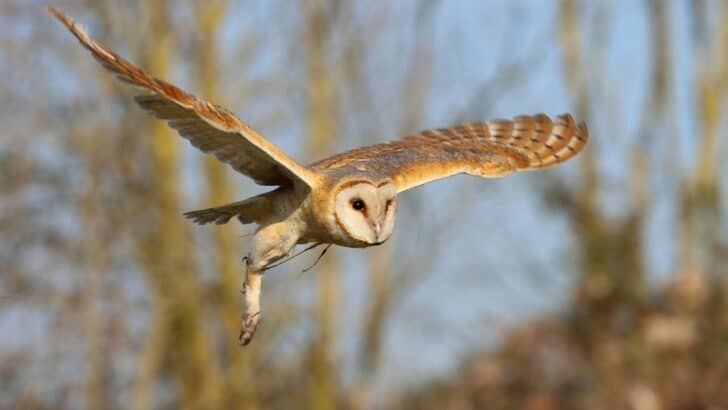 This Owl’s Hunting Skills Put Raptors to Shame