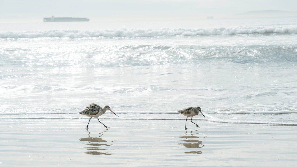 Two Bar-Tailed Godwits strolling along the serene Manhattan Beach shore.