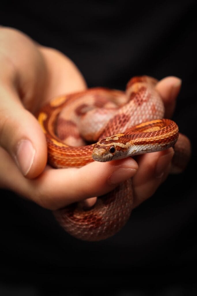A vibrant red corn snake is gently held in human hands.