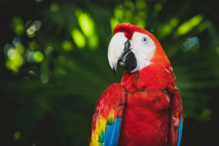 How Parrots Learn to Mimic Human Speech—Backed by Science