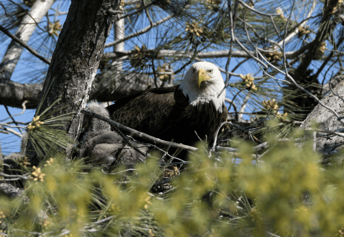 Close-up of a bald eagle nestled in a tree surrounded by branches and pine needles.
