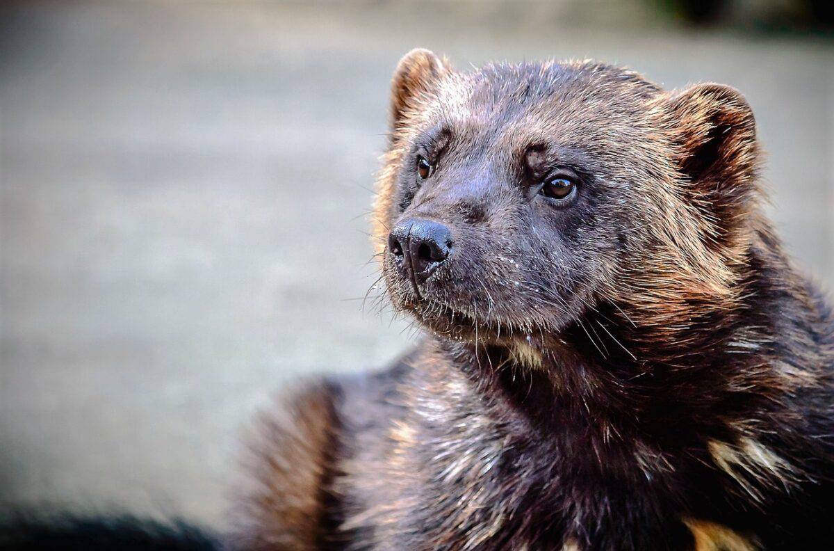 animal, nature, wild, wolverine, marten, predator, forest, fur, dangerous, wildlife, wolverine, wolverine, wolverine, wolverine, wolverine
