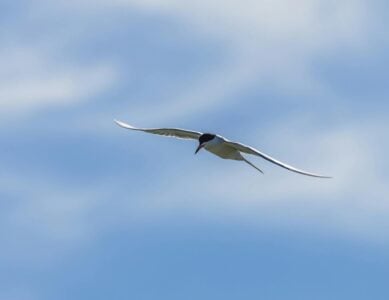 The Longest Migration on Earth&mdash;Completed by a Bird