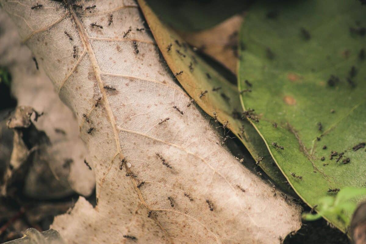 Detailed close-up photo of ants crawling over decayed and fresh leaves.