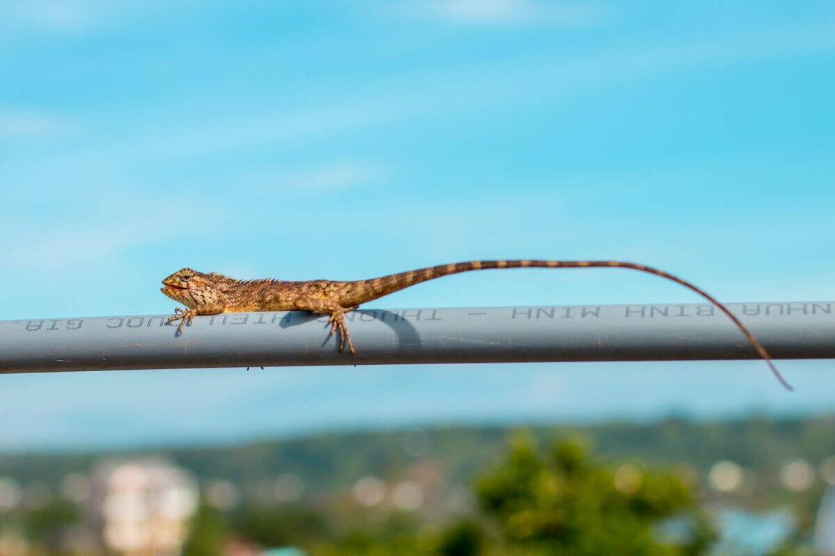 A lizard balances on a pipe against a clear blue sky background in a natural setting.