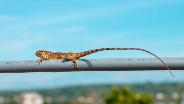 Why Some Lizards Drop Their Tails and Grow Them Back