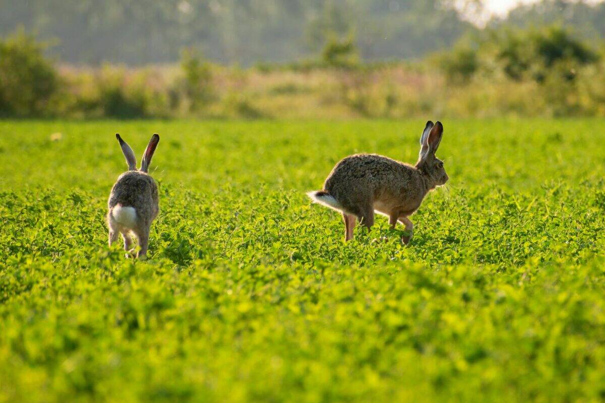 Two wild rabbits sprinting across a lush green meadow, captured in natural daylight.