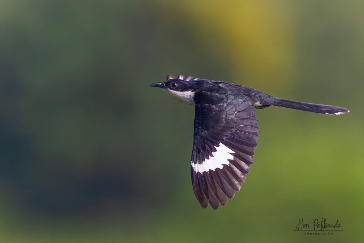 The Mysterious Migration of the Common Cuckoo