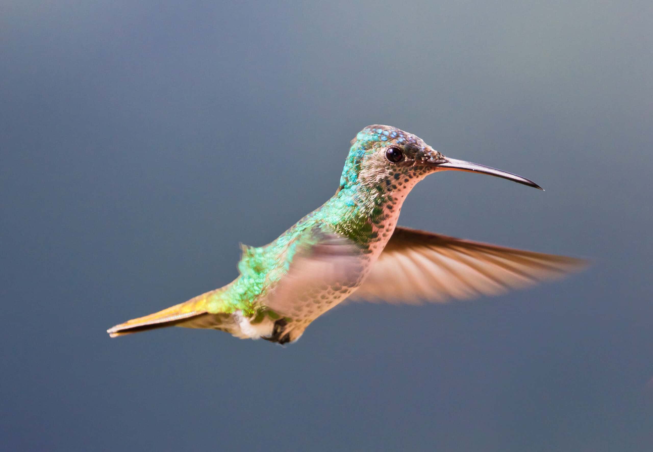 The Mesmerizing Journey of the Ruby-throated Hummingbird (image credits: wikimedia)