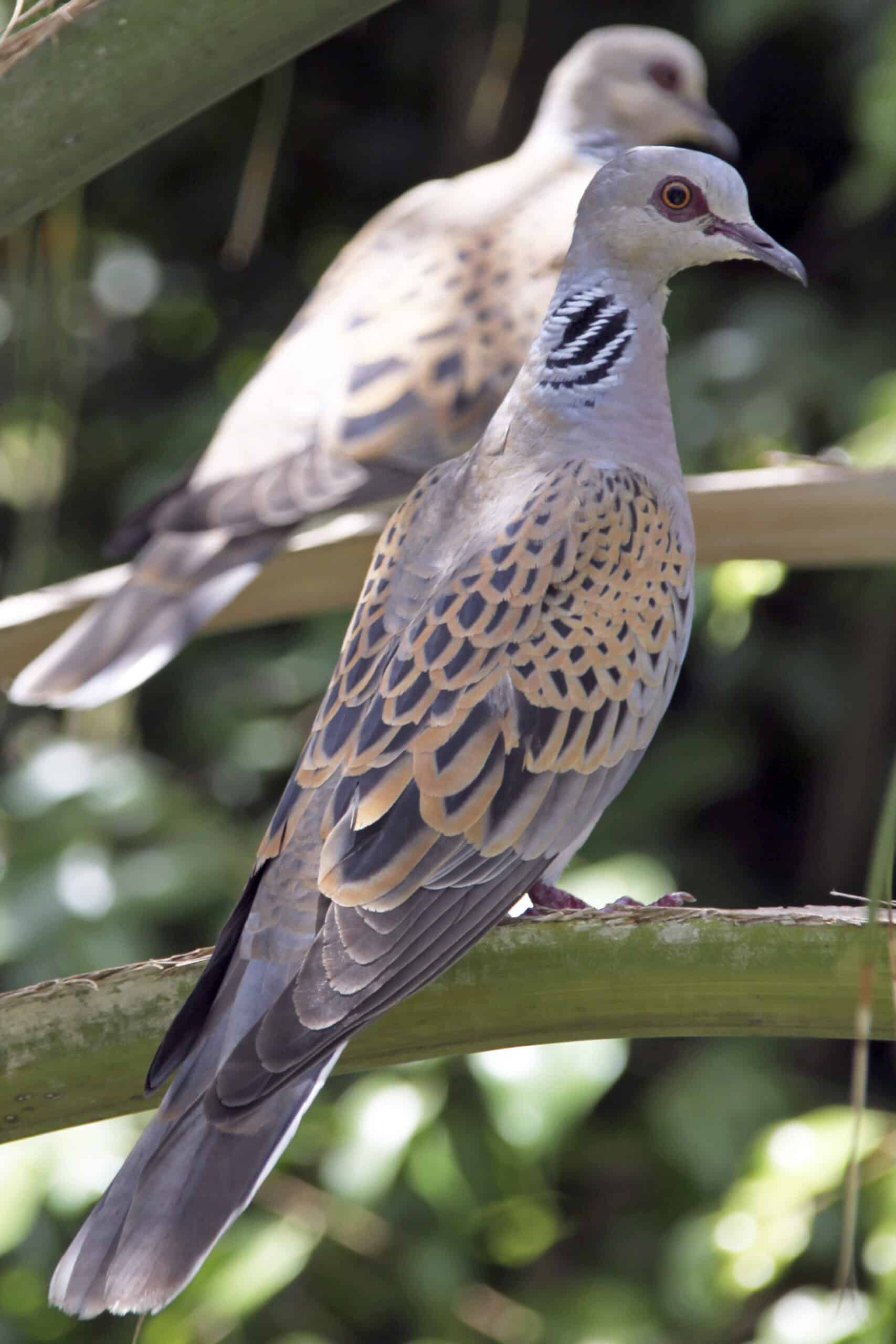 The Breathtaking Voyage of the European Turtle Dove (image credits: wikimedia)