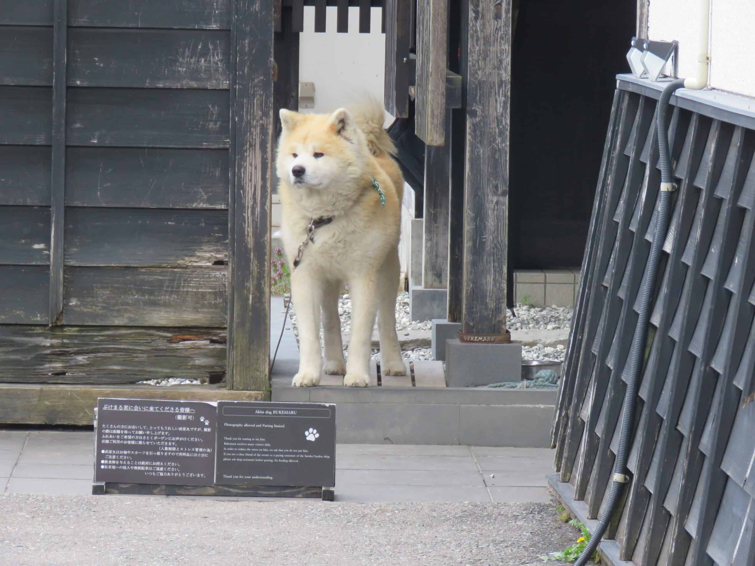 Akita (image credits: wikimedia)