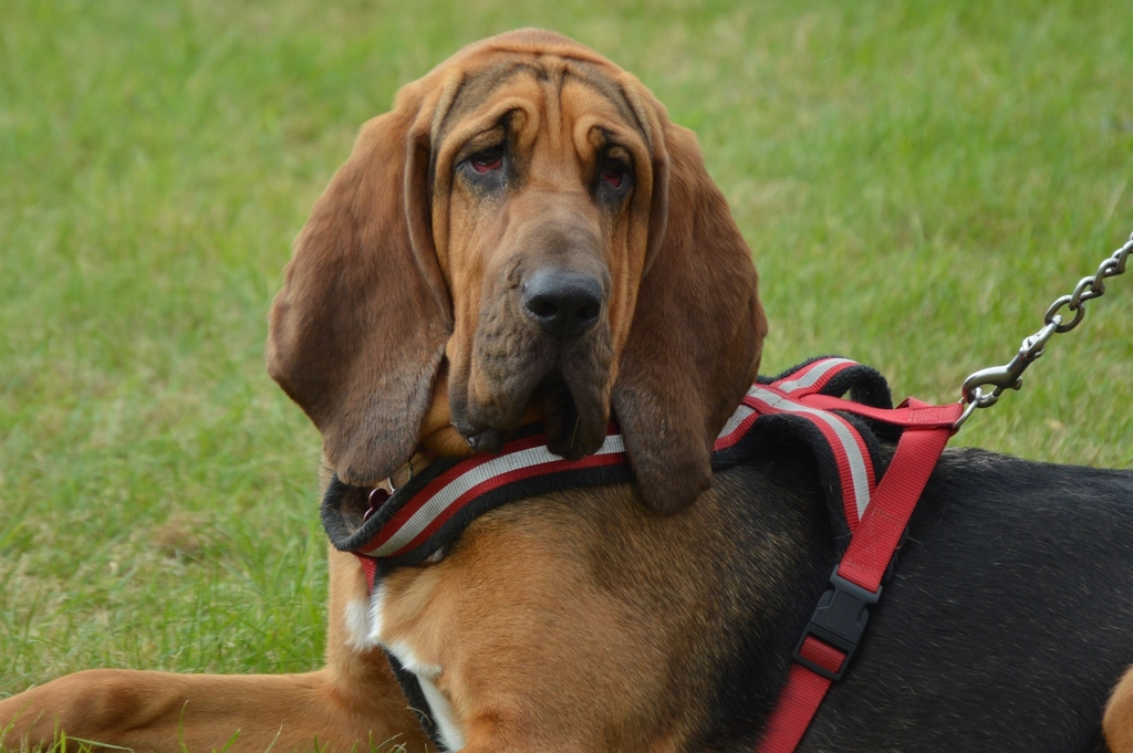 Bloodhound The Tracking Expert
