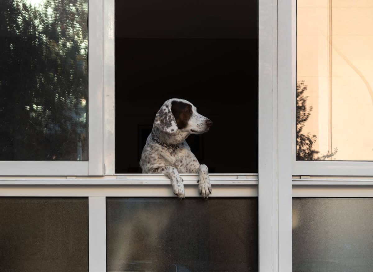 Install a Dog Fence Window