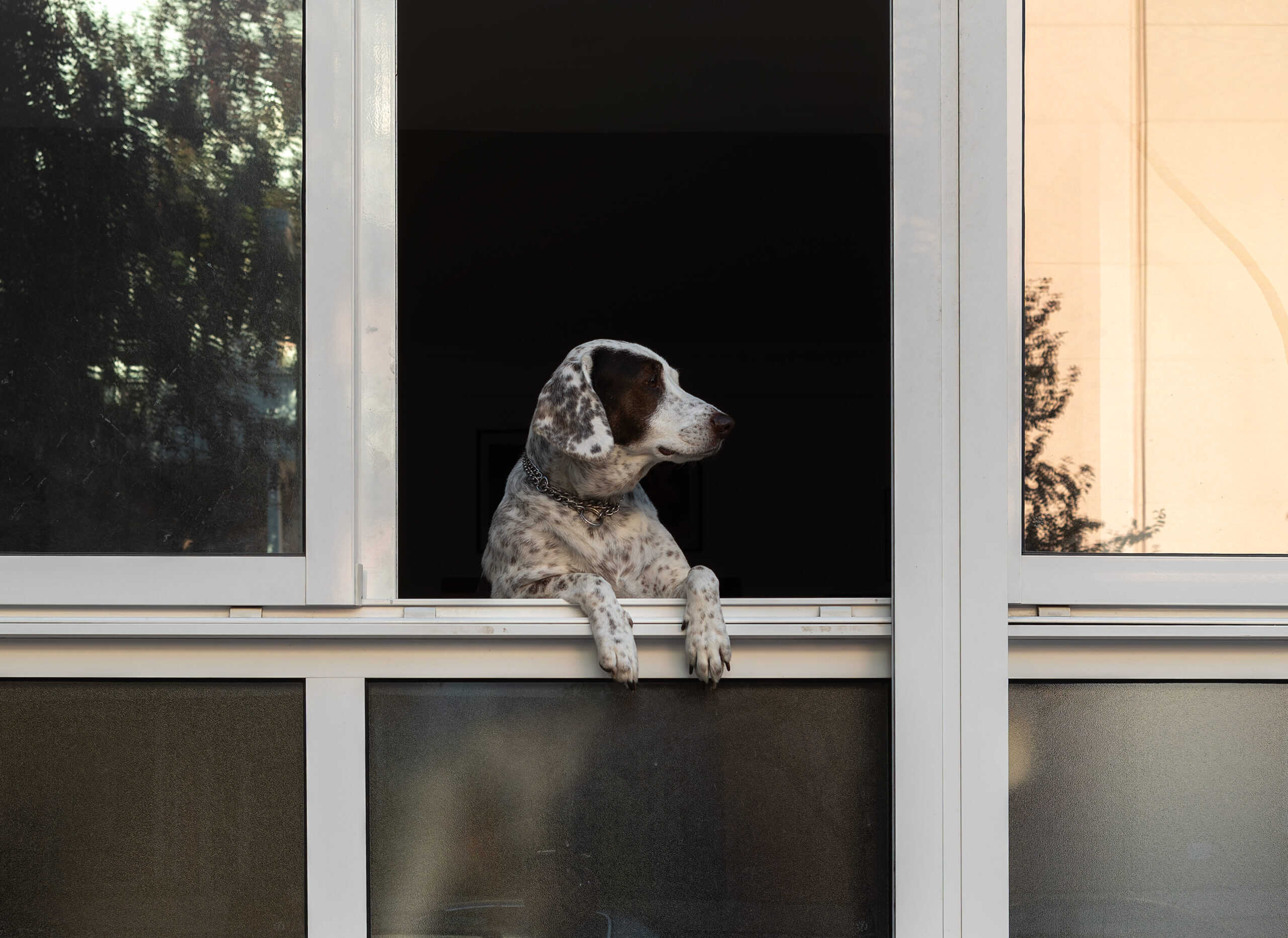 Install a Dog Fence Window (image credits: wikimedia)