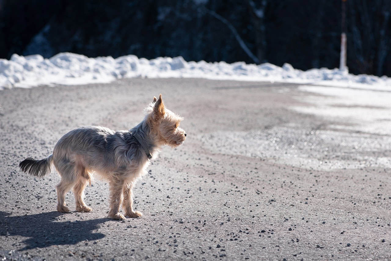 Increased Barking and Vocalization (image credits: pixabay)