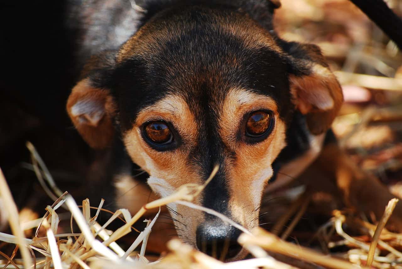Unusual Grooming Habits (image credits: pixabay)