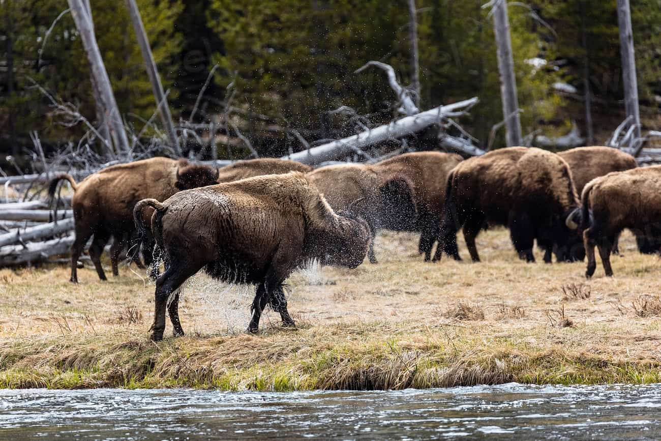 Understanding Bison Communication (image credits: rawpixel)