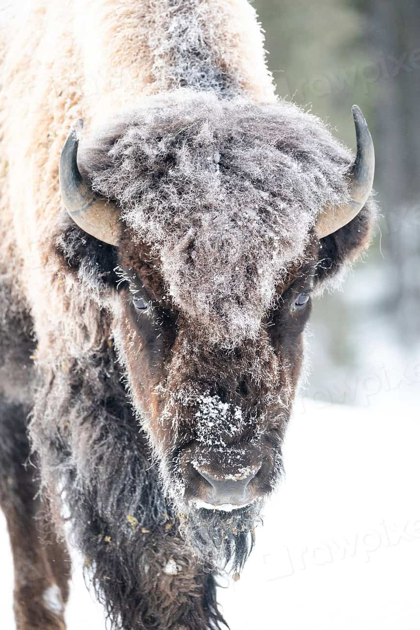 The Bison's Role in Ecosystem Restoration (image credits: rawpixel)