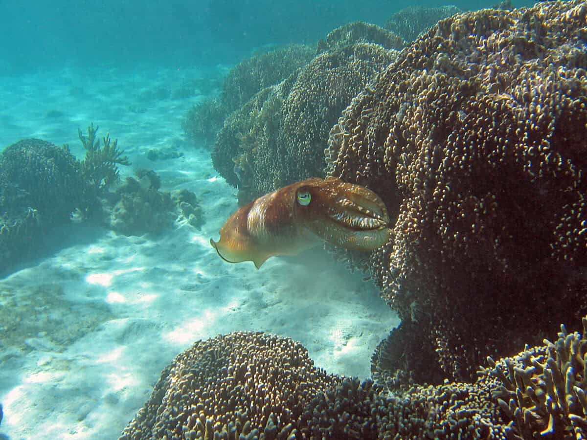 The Deceptive Dance of the Cuttlefish