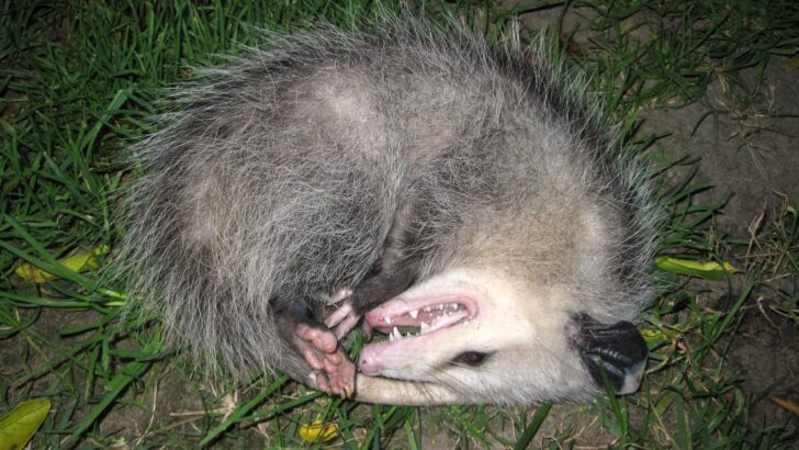 12 Species That Fake Their Own Death to Escape