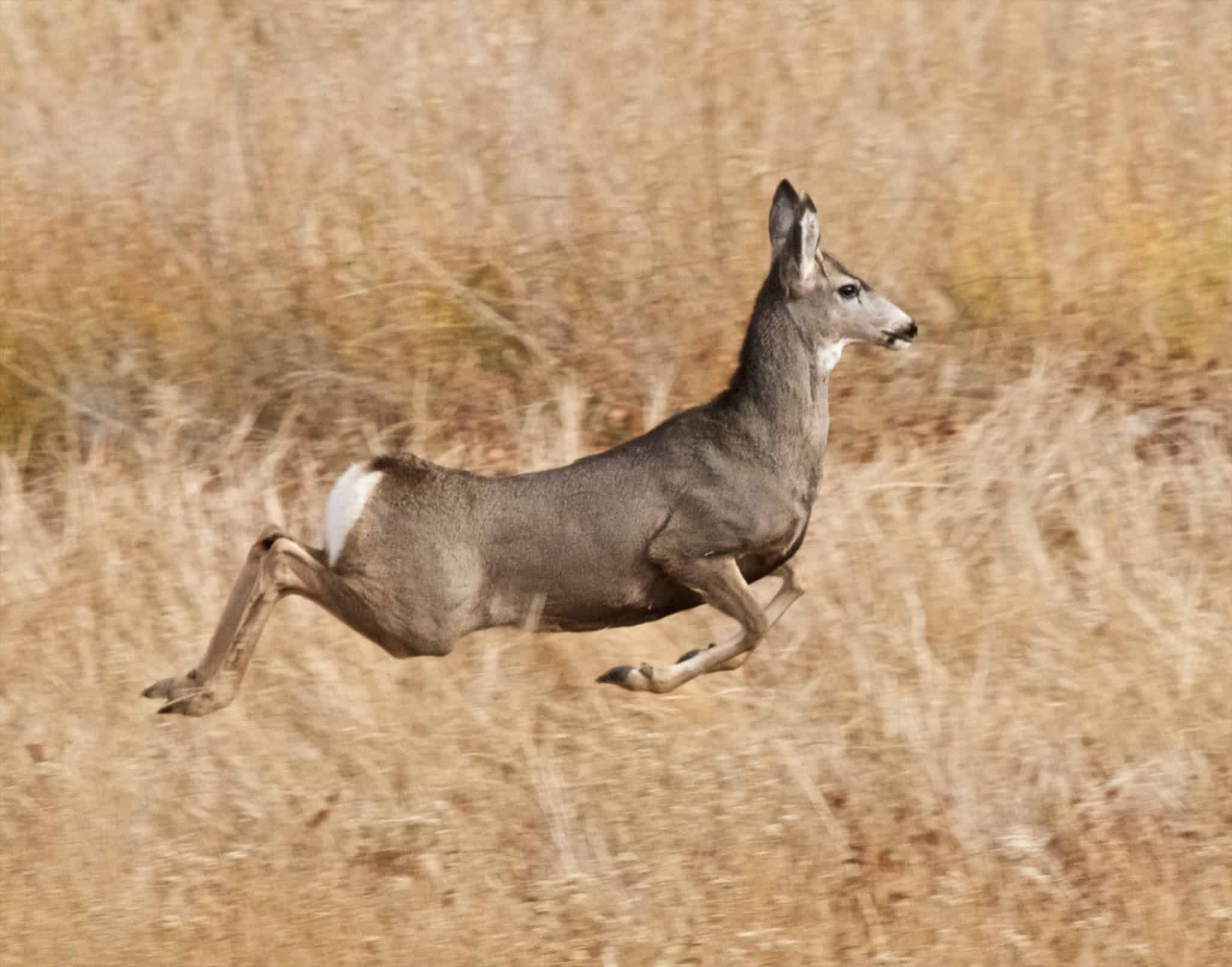 The Evasive Acrobatics of the Gazelle (image credits: wikimedia)