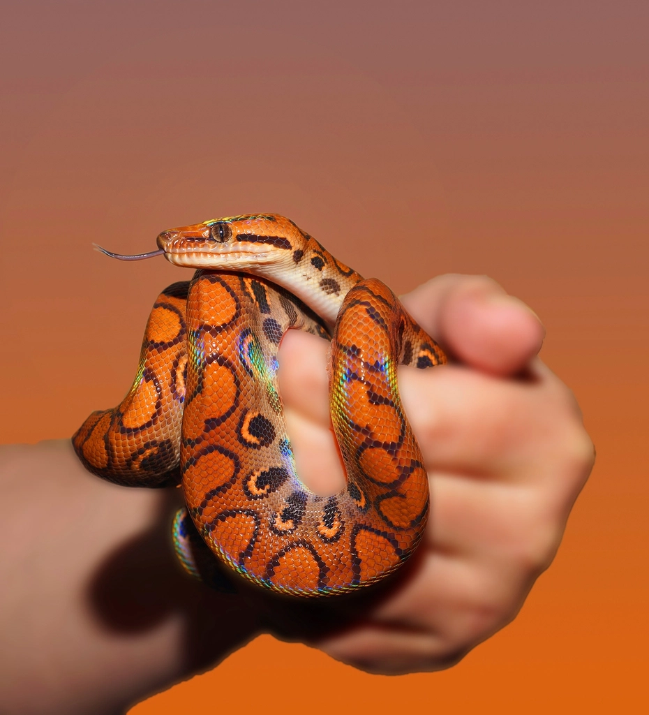 Western Ribbon Snake (image credits: rawpixel)