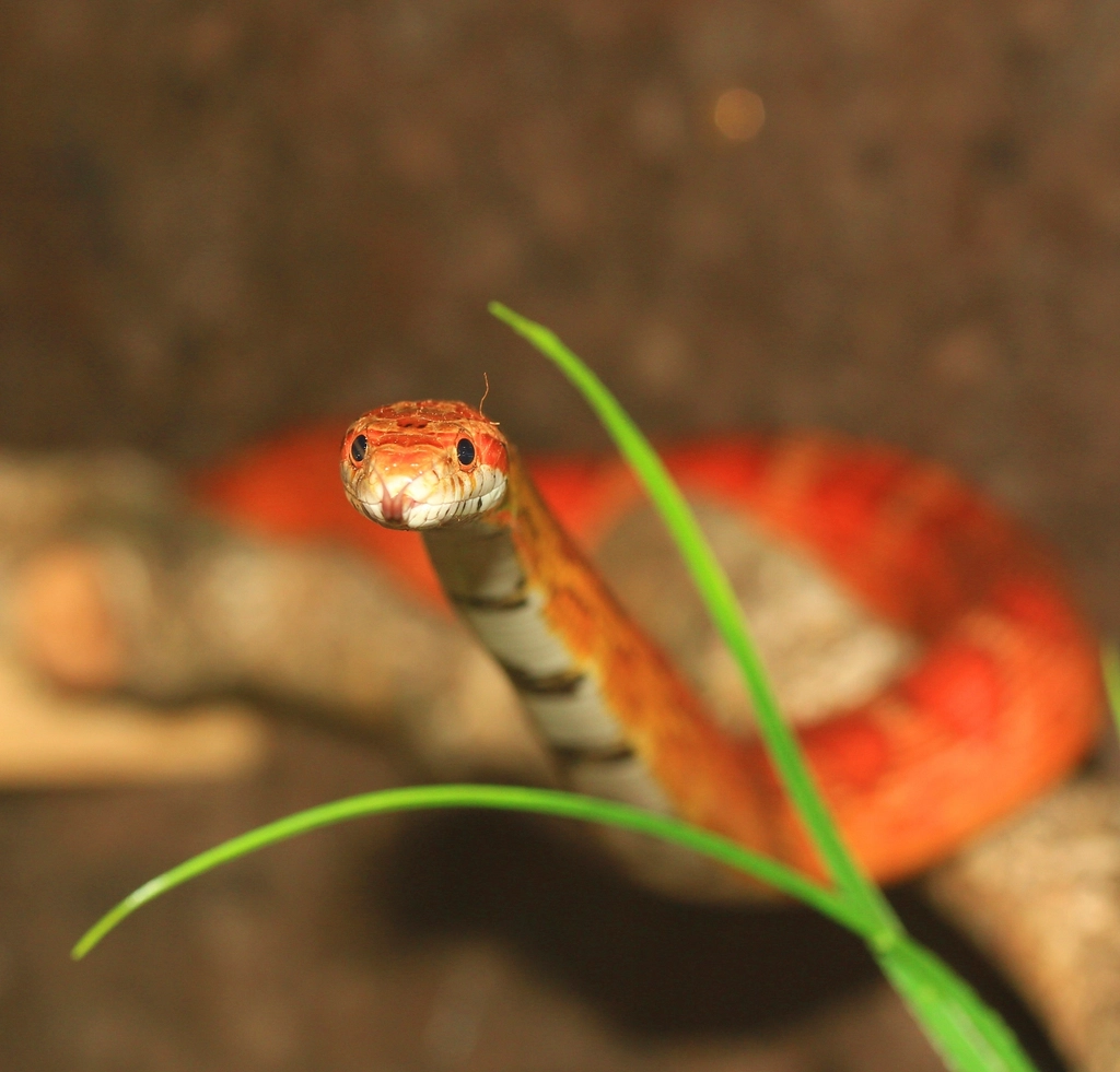 Red Corn Snake (image credits: rawpixel)