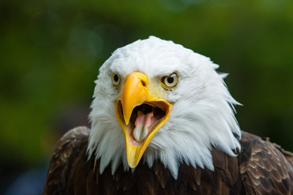 They Are Not Found Outside of North America (image credits: rawpixel)