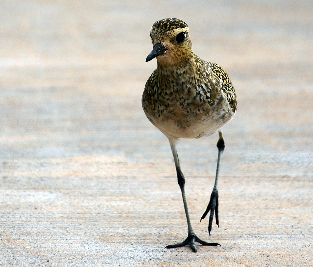 The Pacific Golden Plover Navigational Wonders