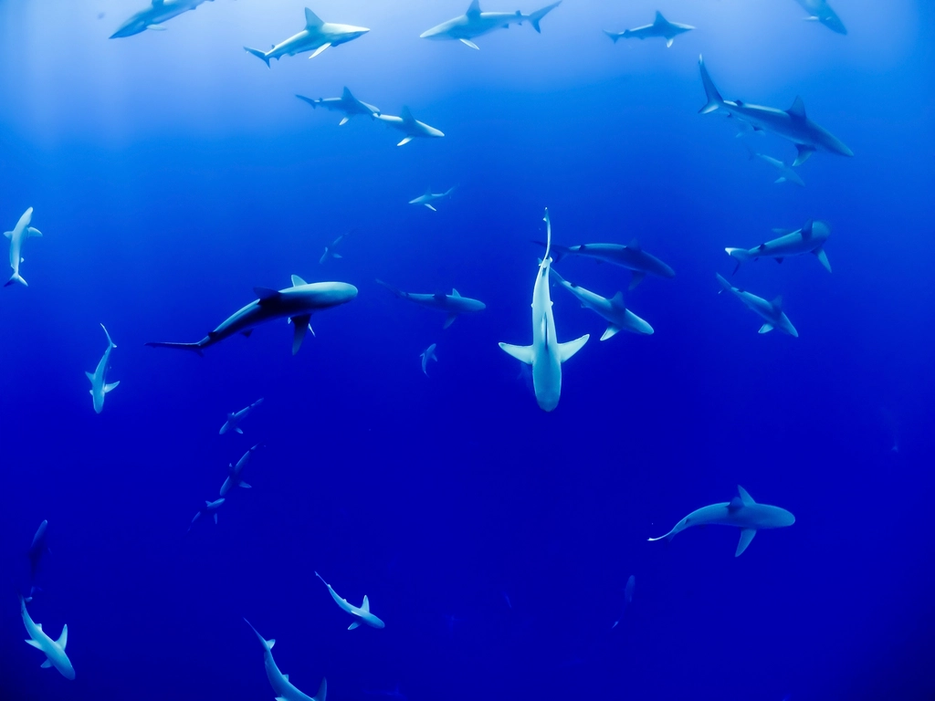 The Dusky Shark (image credits: rawpixel)