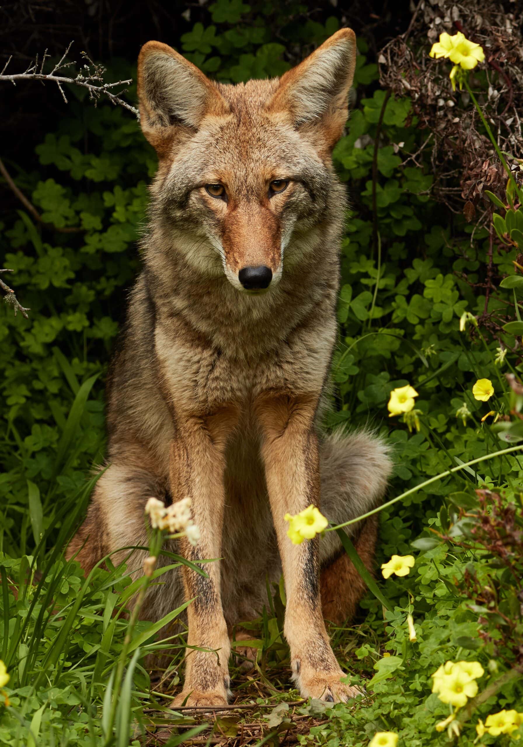 Chicago, Illinois The Coyote Capital (image credits: wikimedia)
