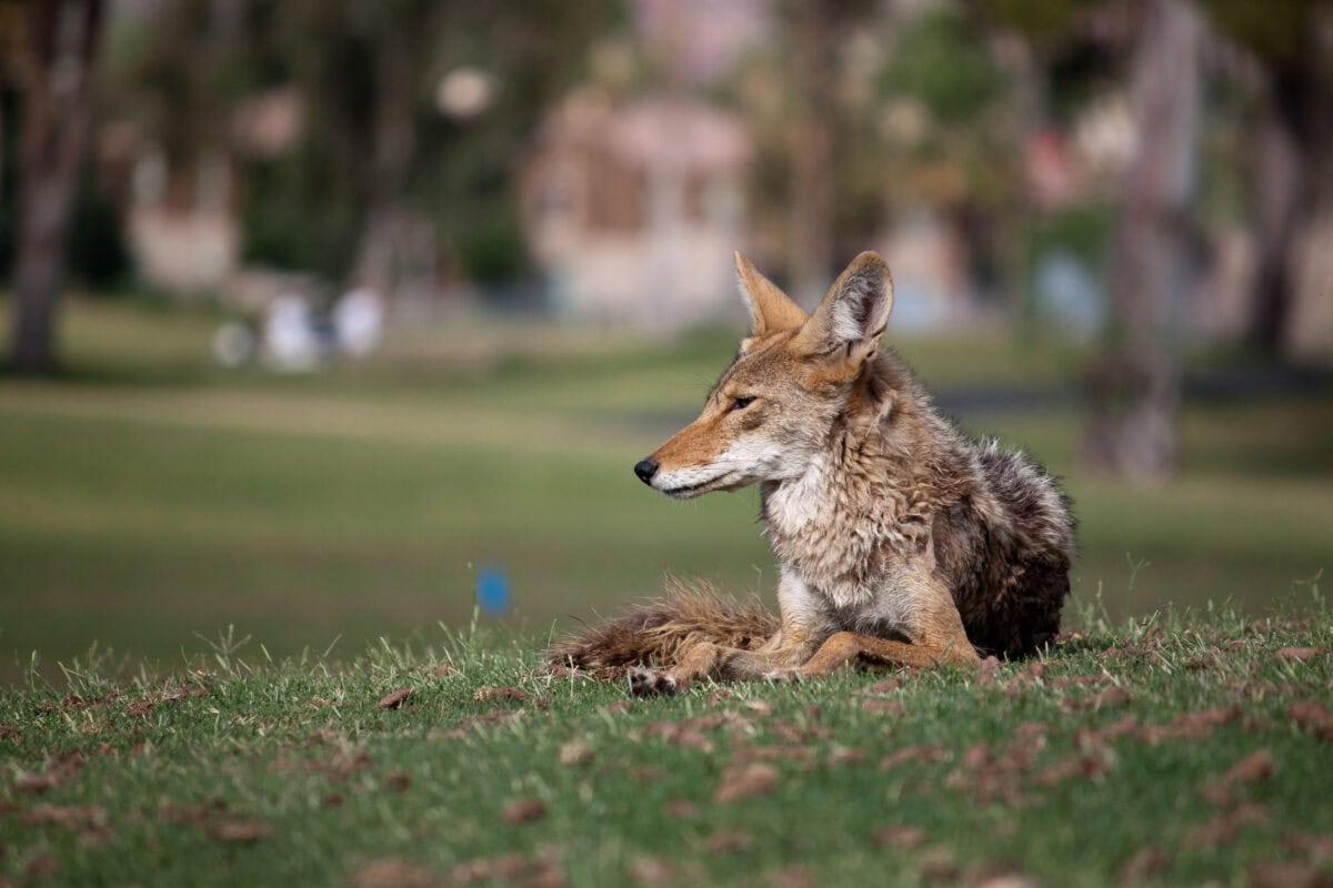 Denver, Colorado A Wild Takeover