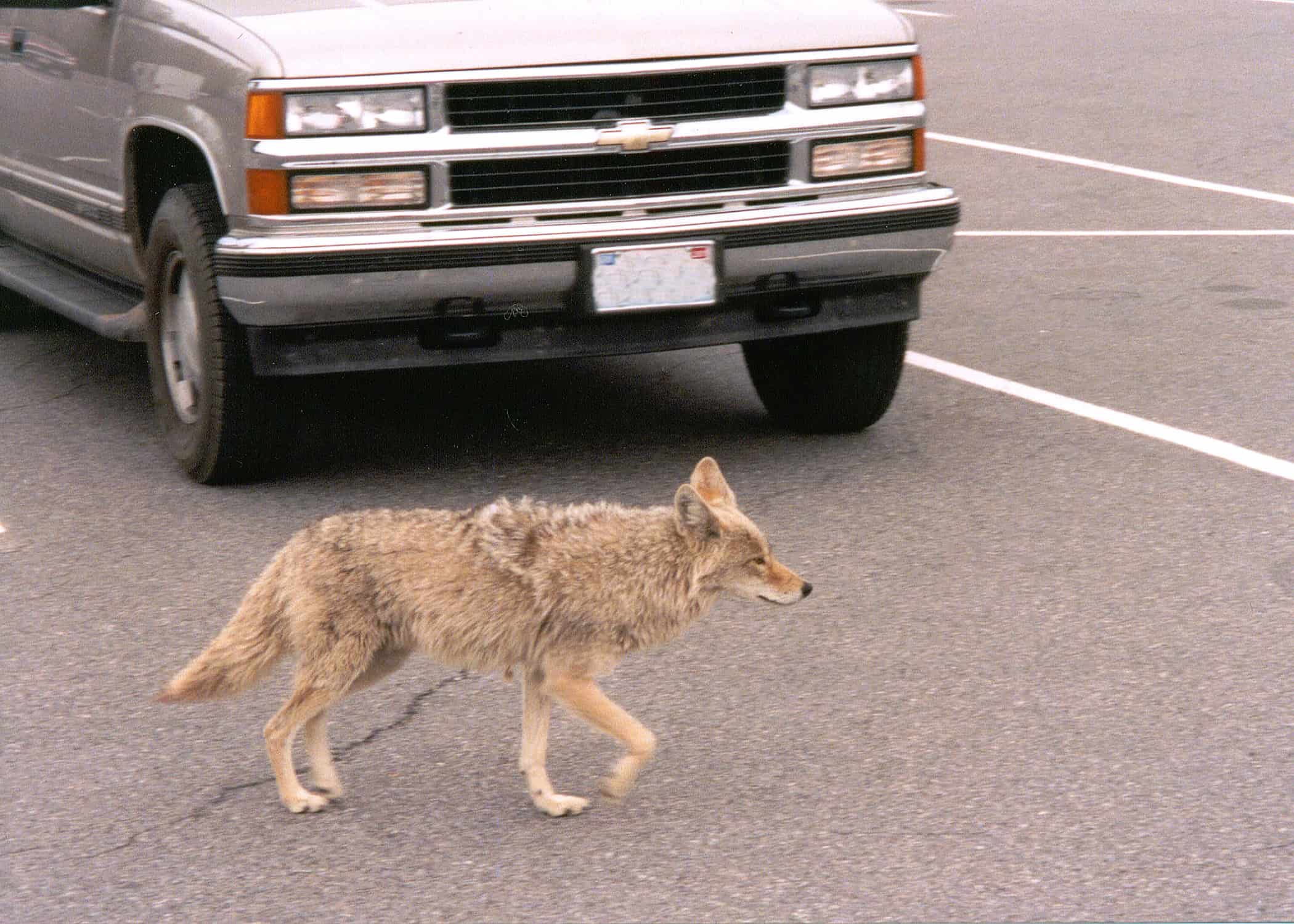 Las Vegas, Nevada: Desert Predators in the City (image credits: wikimedia)
