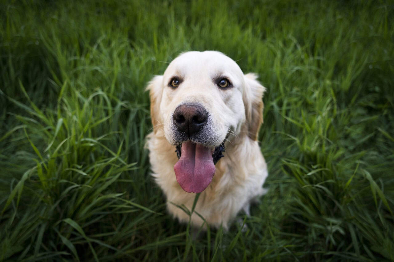 Friendly Social Behavior The Joy of Company (image credits: pixabay)
