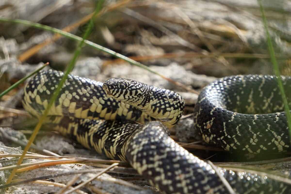 California Kingsnake