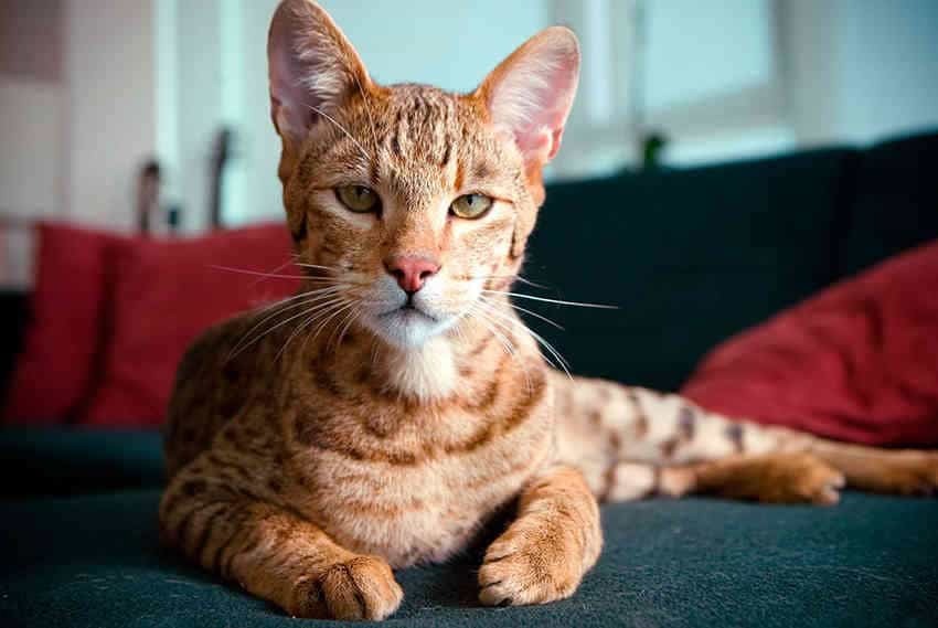 Ashera Cat Luxury Wrapped in Fur (image credits: wikimedia)