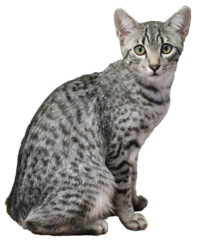 Egyptian Mau The Spotted Beauty with a Pricey Pedigree (image credits: wikimedia)