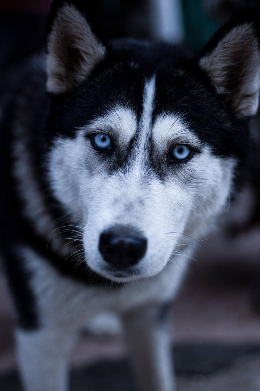12 They Make Eye Contact With You (image credits: pixabay)