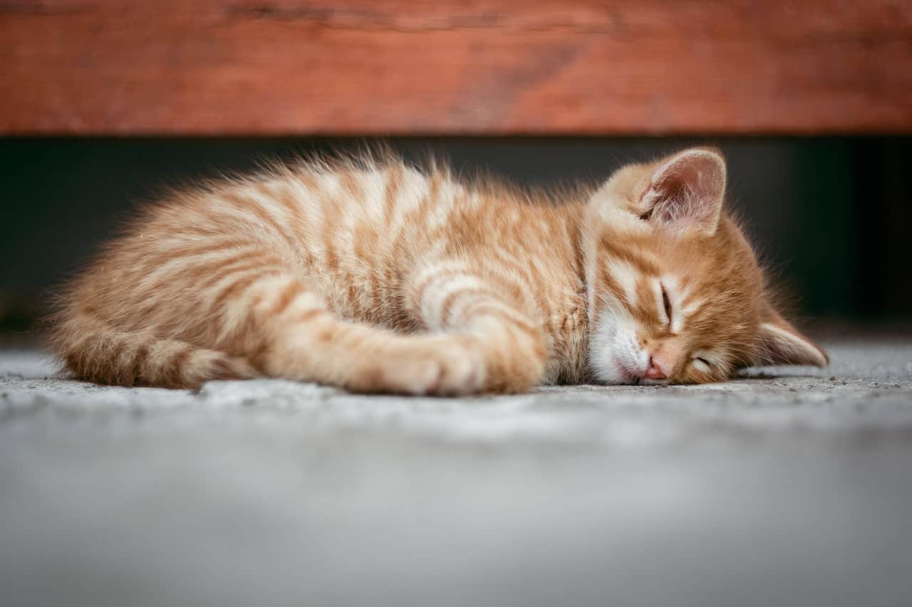 10 Sleeping More Than Usual (image credits: pixabay)