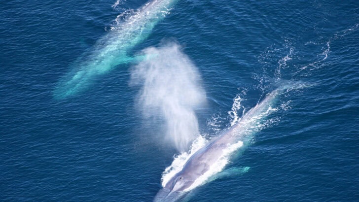 Why the World’s Loudest Animals Are Going Quiet