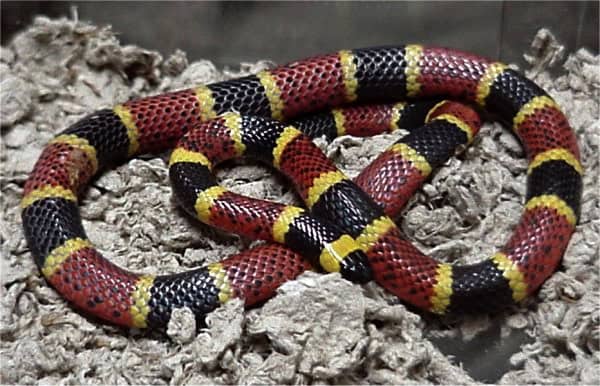 6 Texas Coral Snake
