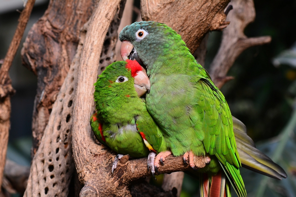 12 Fun Facts About Parrots That Talk