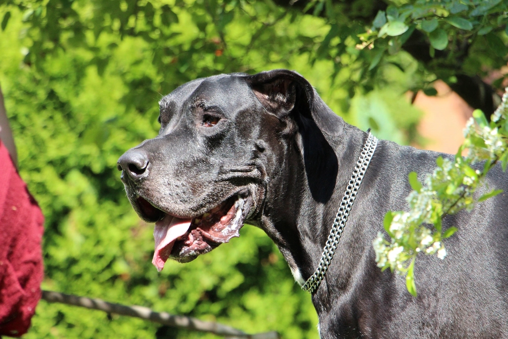 8 Great Dane (image credits: rawpixel)