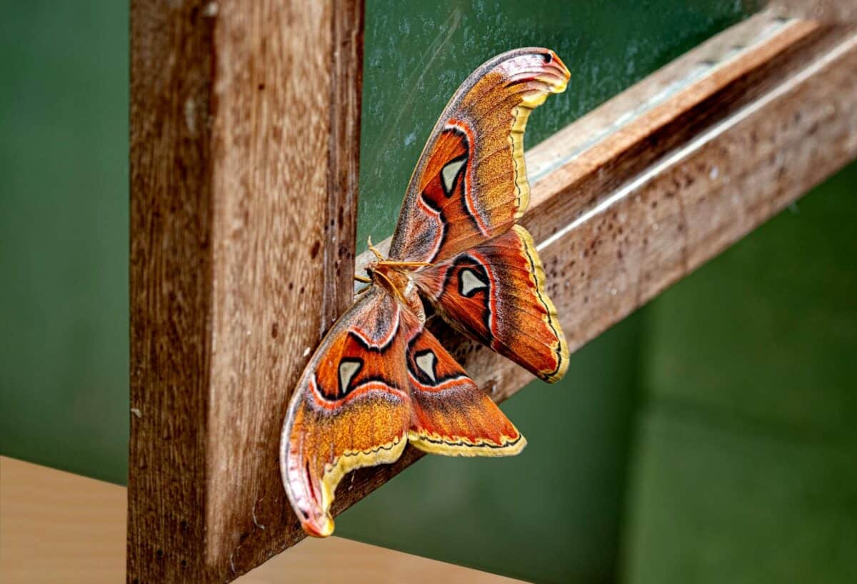 Beautiful close-up of an Atlas Moth on a wooden window frame. Rich textures and detailed patterns.