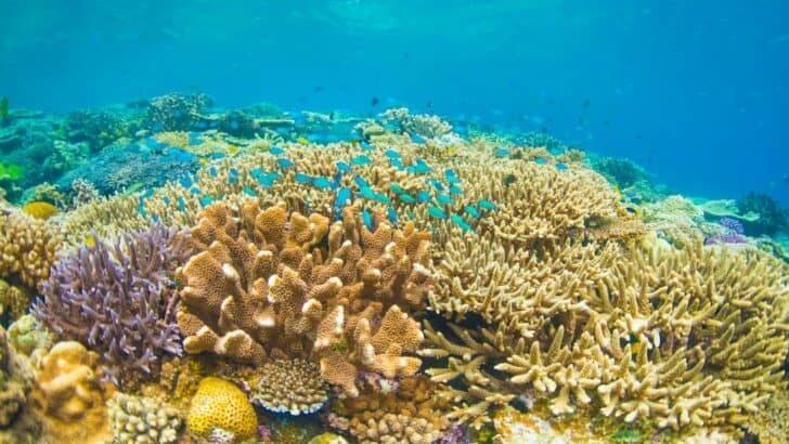 A Massive Coral Die-Off Is Happening Off the Gulf Coast