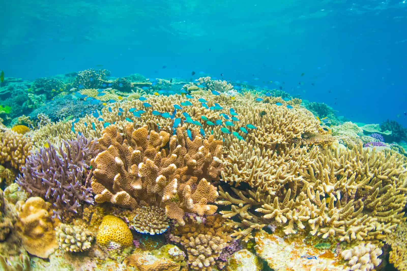 Colorful coral reef ecosystem teeming with marine life in a clear ocean setting.