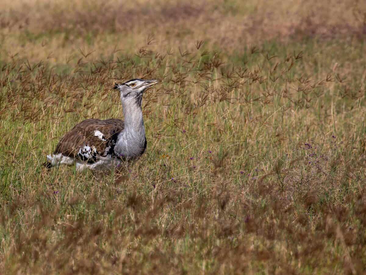 A Kori Bustard (Ardeotis kori) blending into the grassland, showcasing its natural habitat.