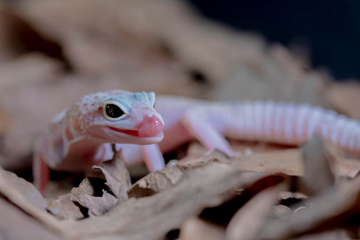 Detailed close-up of a vibrant gecko resting in a terrarium environment.