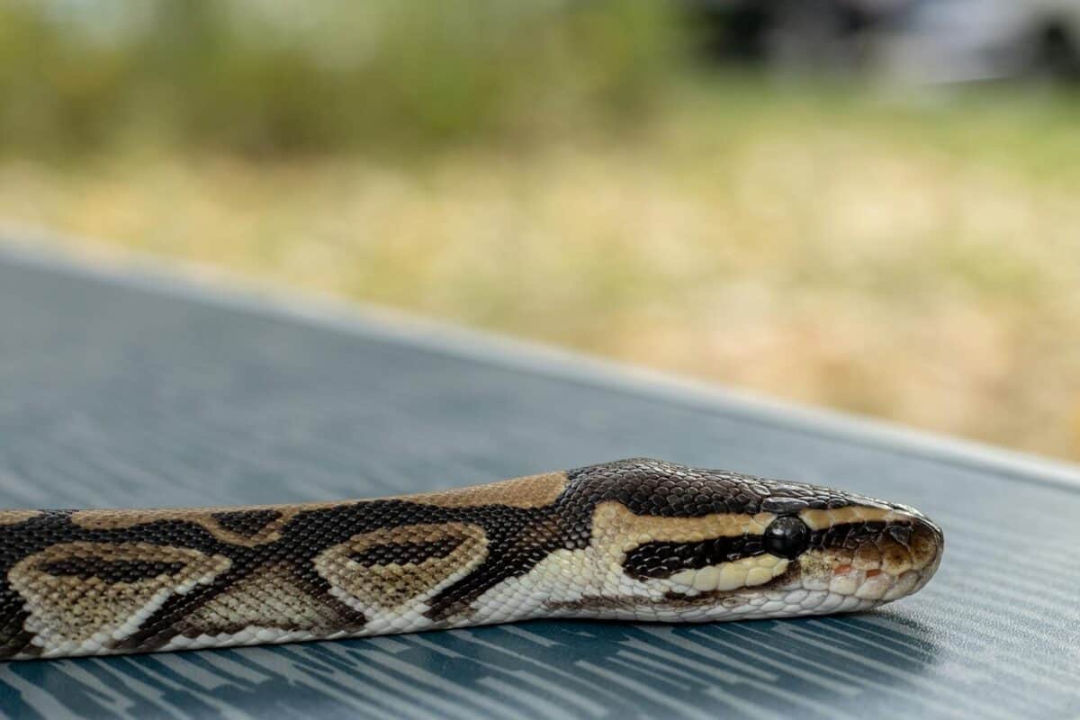 Detailed close-up of a Ball Python's scales showcasing texture and patterns in natural light.